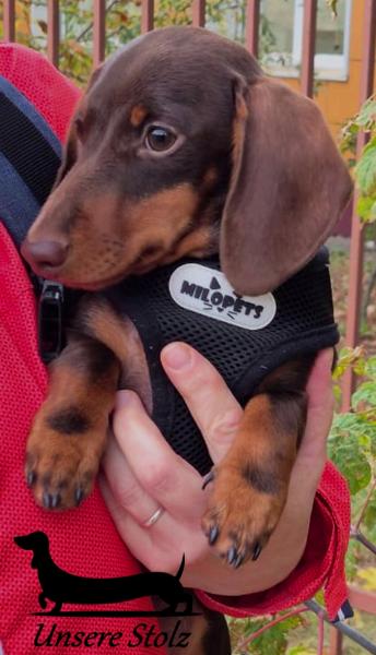 Такса кроличья- шоколадный щенок — фото 3